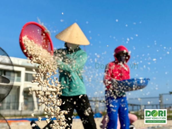 VỀ ĐẢO LÝ SƠN – SỐNG & LÀM VIDEO CÙNG DORI