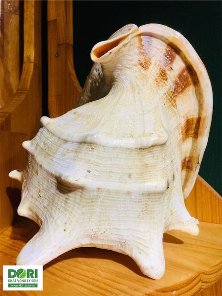 Vỏ ốc kim khôi - ốc voi Dori được thu lượm từ vùng biển quanh đảo Lý Sơn và Hoàng Sa, Trường Sa Việt Nam