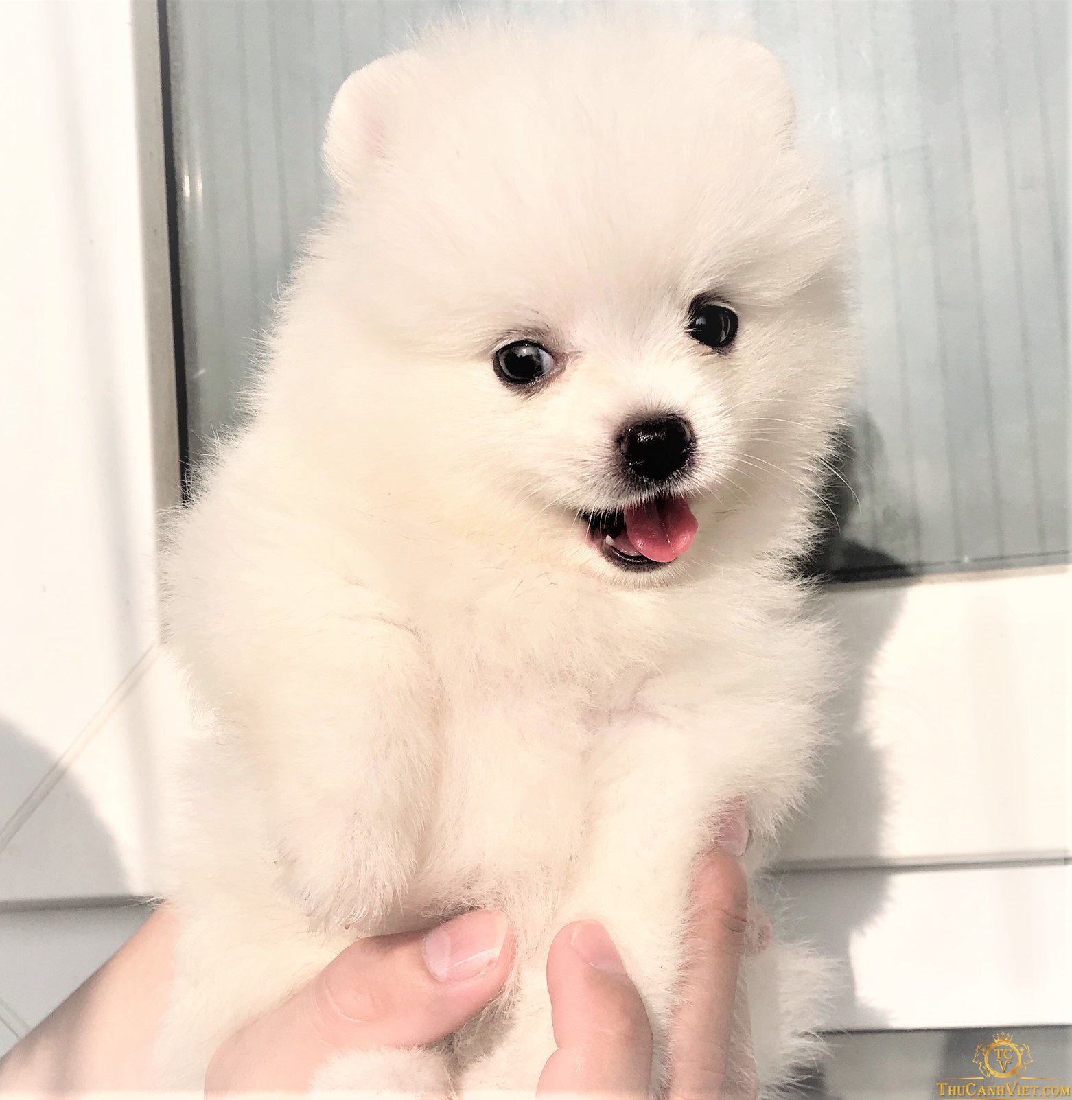 Một chú cún cưng dễ thương để nàng chăm bẵm
