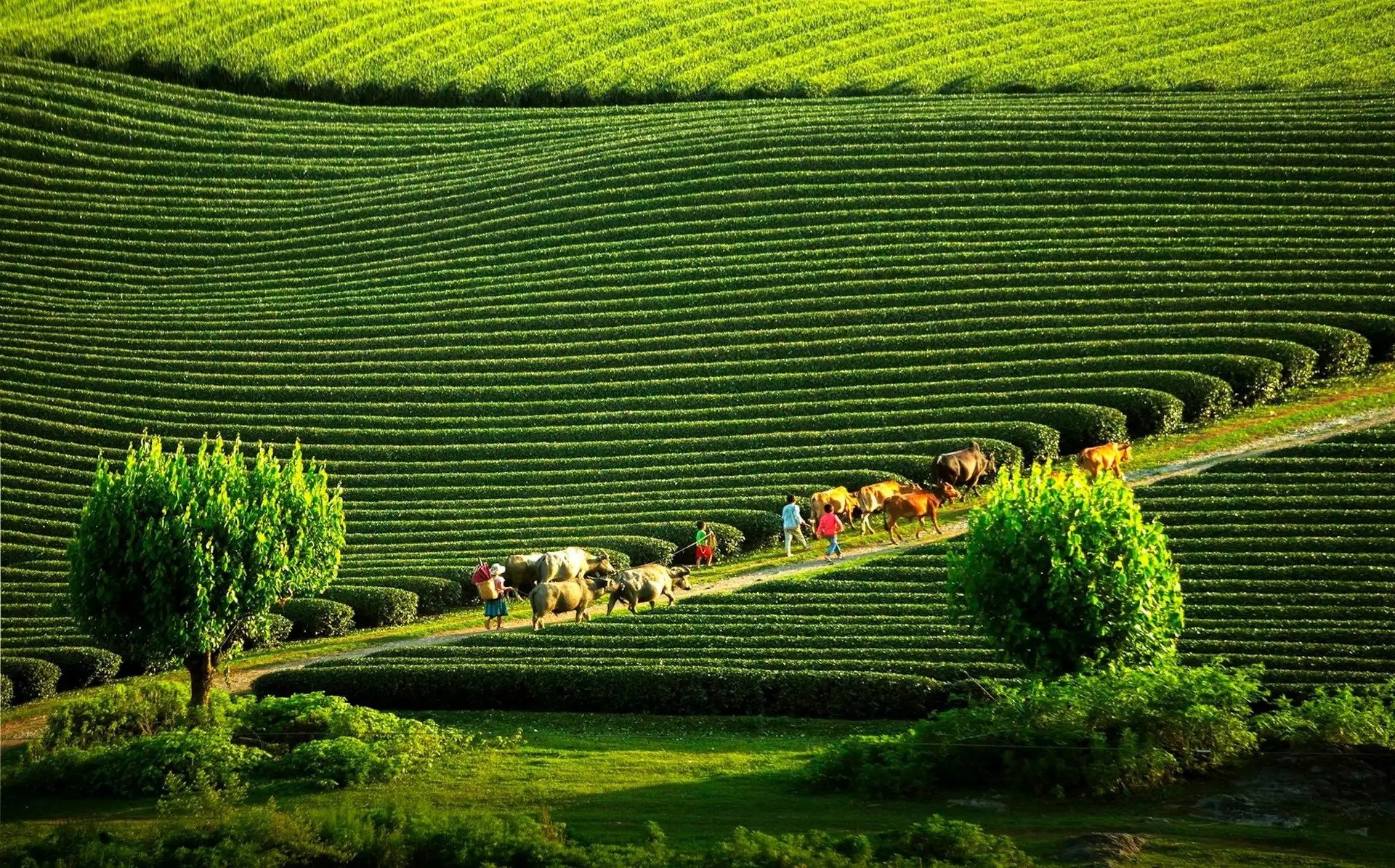 Du lịch vùng cao mùa hè