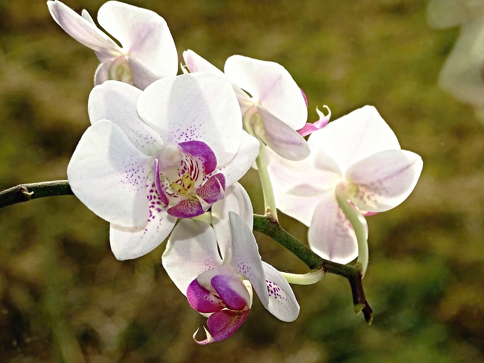 Hoa Lan
