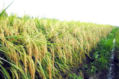 Chuyển giao kỹ thuật và nâng cao năng suất lúa trên đất phèn.