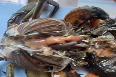 Khảo sát, đánh giá hiện trạng dịch bệnh gây chết hàng loạt trên cua biển (Scylla sp.) nuôi thương phẩm  tại tỉnh Cà Mau