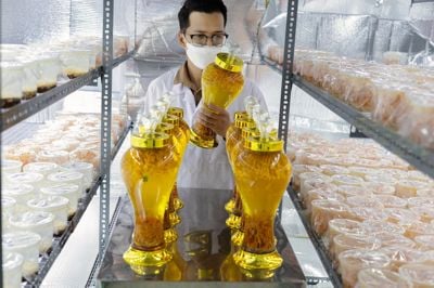 Chuyển giao công nghệ sản xuất nấm đông trùng hạ thảo làm nguyên dược liệu để sản xuất các loại sản phẩm có ích cho người tiêu dùng