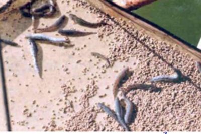 Thử nghiệm nuôi cá kèo thương phẩm trong ao đất sử dụng chế phẩm sinh học tại huyện đầm dơi, tỉnh Cà Mau