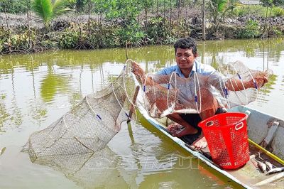 Triển vọng mô hình nuôi tôm sú quảng canh kết hợp cá đối mục
