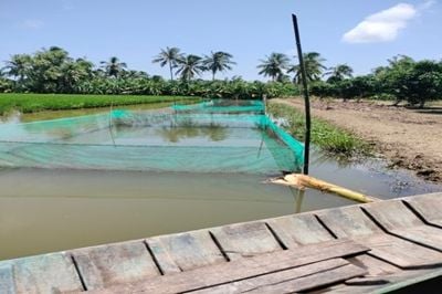 Mô hình  sản xuất lúa - cá đồng 02 giai đoạn  Hướng phát triển bền vững cho vùng ngọt hoá.