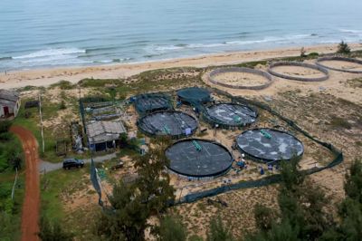 Ứng dụng công nghệ thủy sản tuần hoàn (ras) trong nuôi tôm siêu thâm canh thích ứng với biến đổi khí hậu tại Cà Mau.