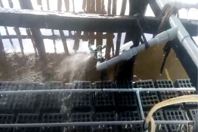 Một số vấn đề trong nuôi vỗ béo cua biển.