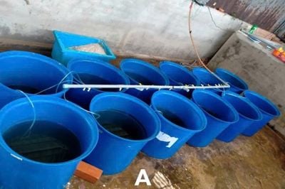 Ảnh hưởng của lượng thức ăn và độ mặn lên tỷ lệ sống và tăng trưởng của cá đối mục (Mugil cephalus)