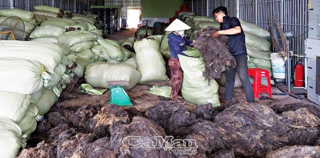 Tiềm năng rong biển góp phần nâng cao chuỗi giá trị ngành thủy sản tỉnh Cà Mau