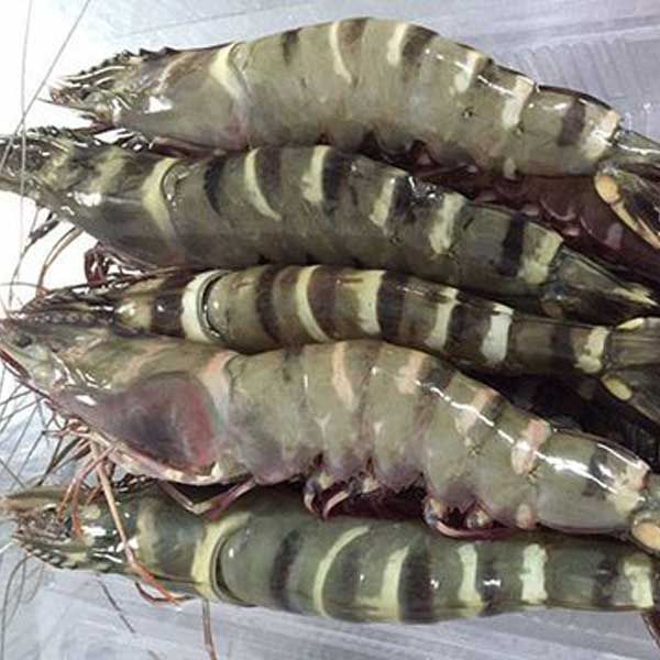 seafood_store_panda_developer_team_mota_tai sao tom su va ca basa viet nam lai duoc chau au ua chuong 01