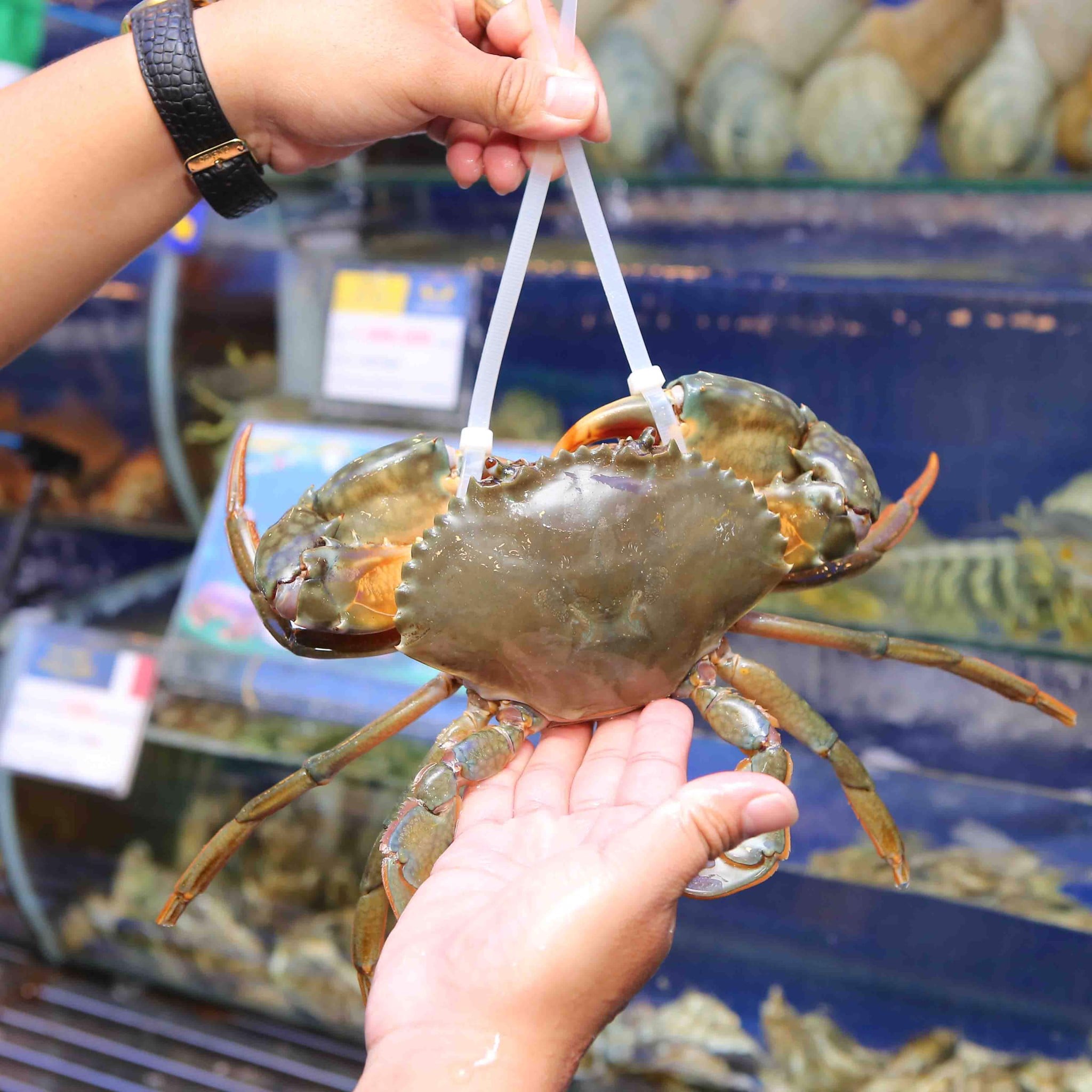 BÍ KÍP CHỌN MUA CUA GẠCH - CUA THỊT 