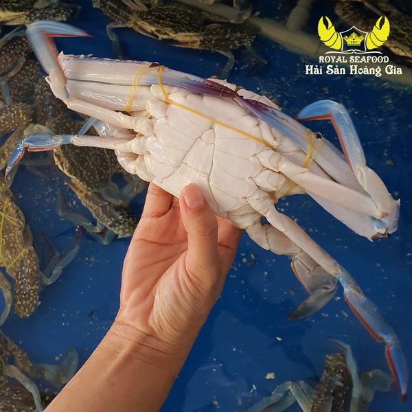 Phần yếm ghẹ khít với thân