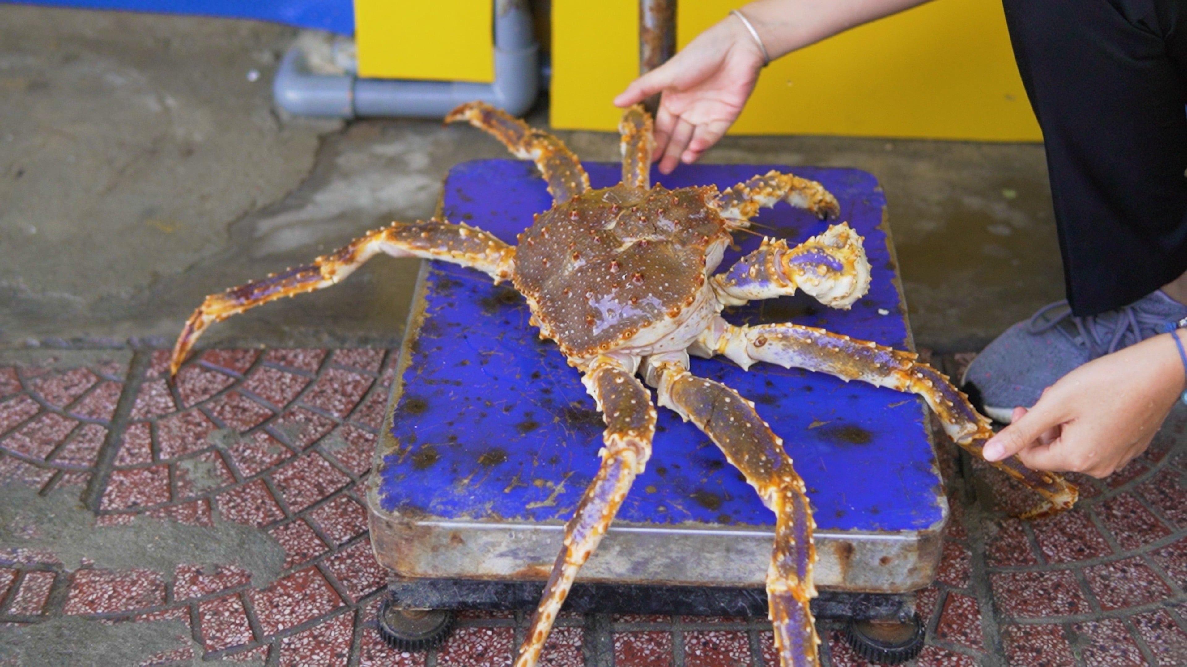 King crab được cân cẩn thận