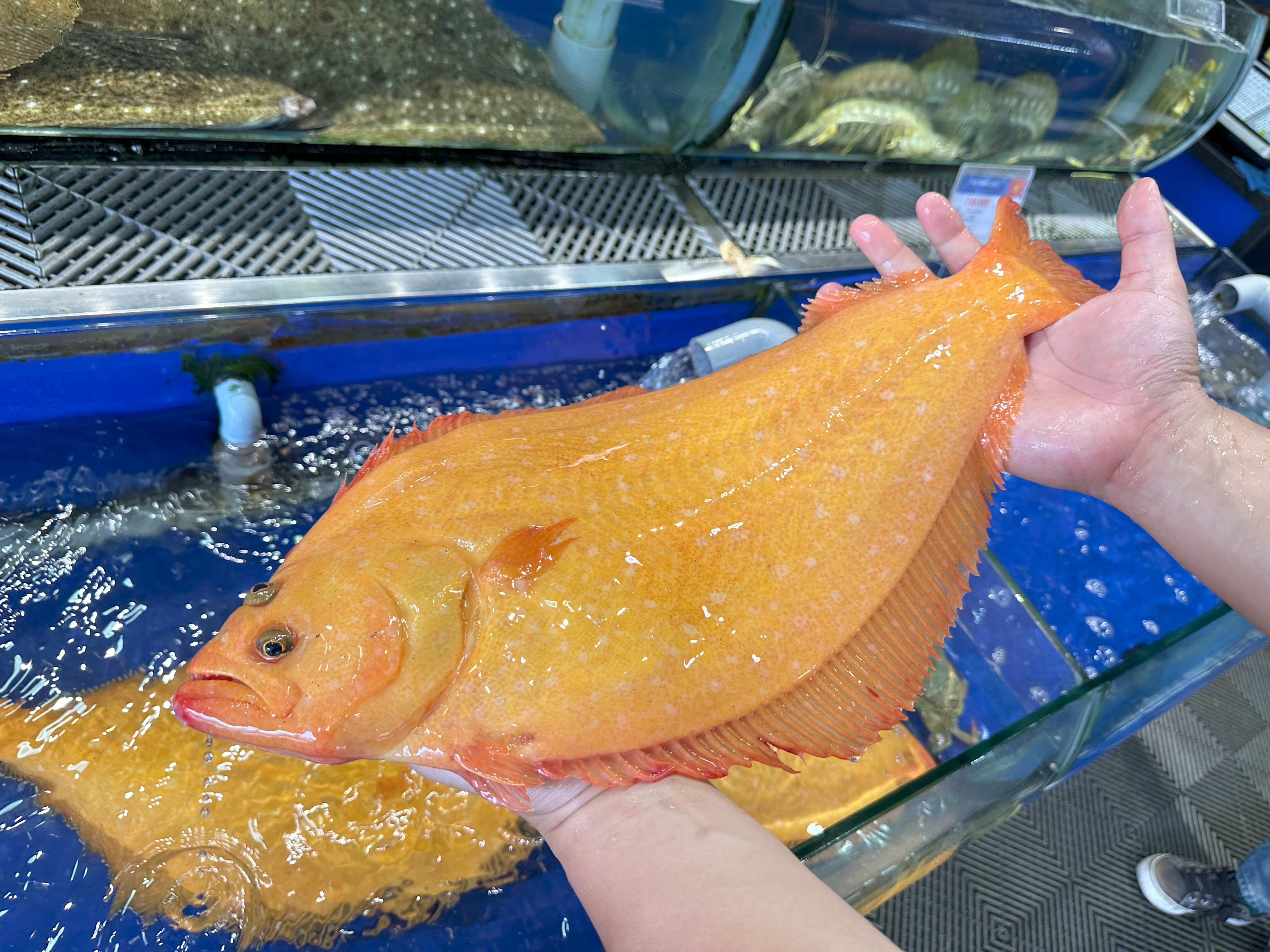 Cá bơn vàng hàn quốc