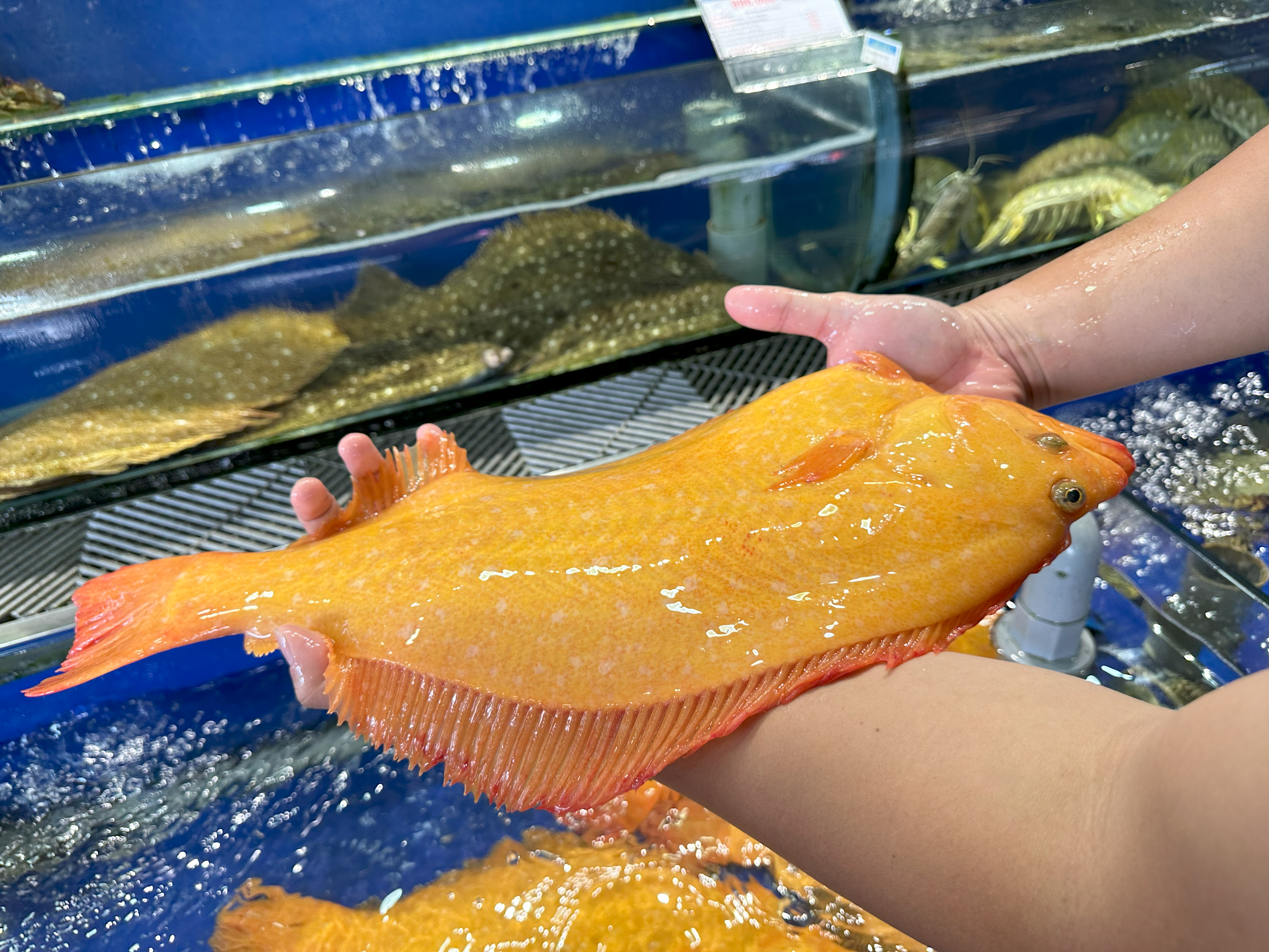 Cá bơn vàng hàn quốc - Hải Sản Hoàng Gia