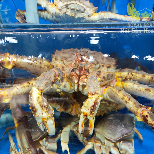 King crab cực kì dinh dưỡng