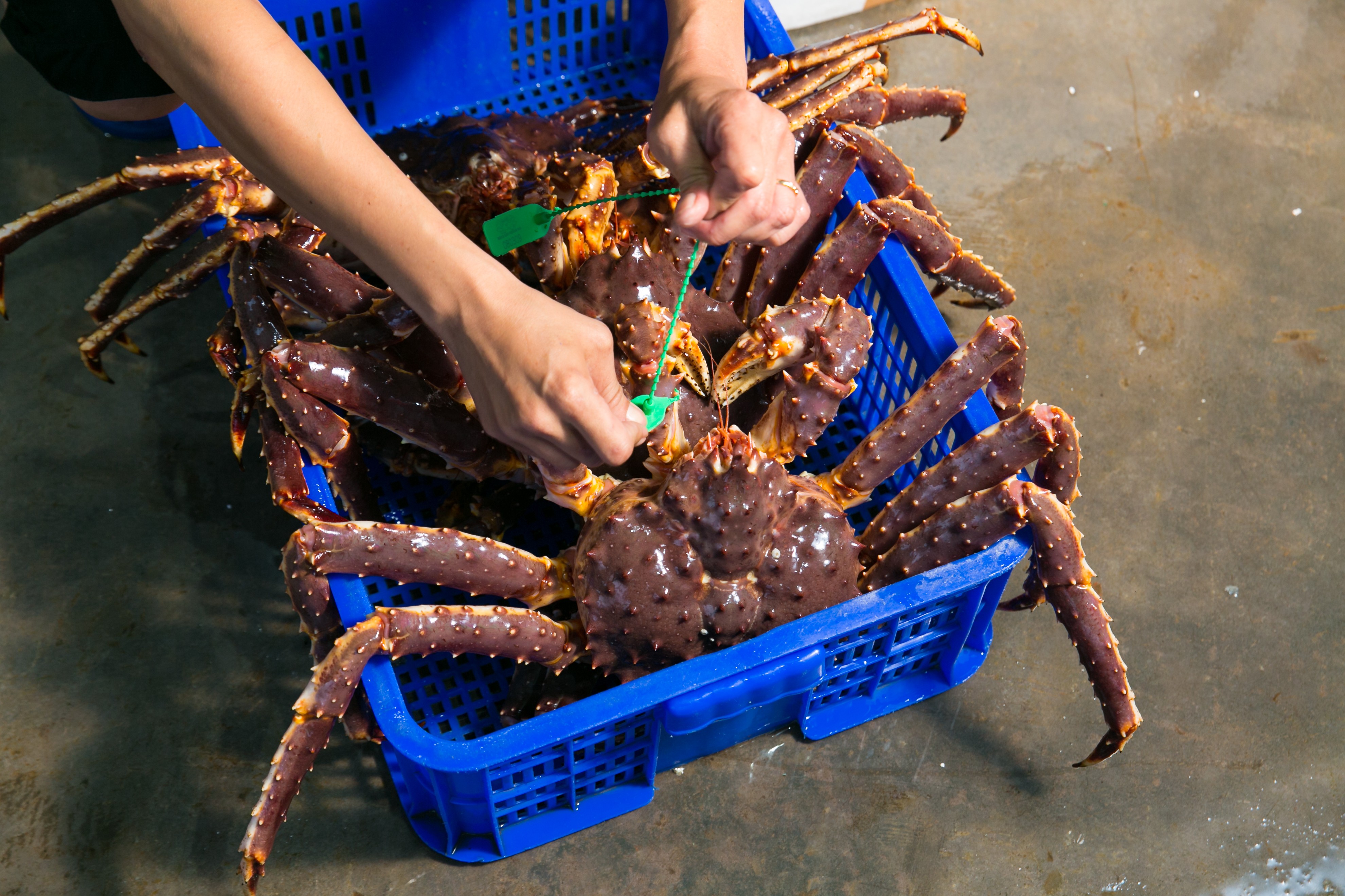 King crab tươi sống từng con tại hồ