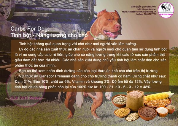 Tháp dinh dưỡng cho chó. Bạn đã biết cách chọn thức ăn cho chó 