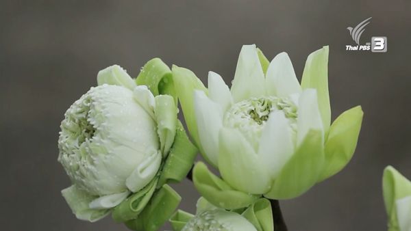 7 cách gấp hoa sen dễ mà đẹp - Thương hiệu hoa tươi và trang trí lễ cưới JD Floral