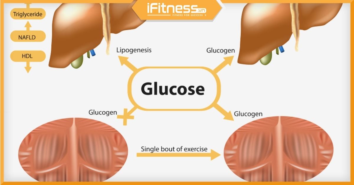 Glycogen Còn Được Gọi Là Gì? Tất Cả Những Điều Bạn Cần Biết