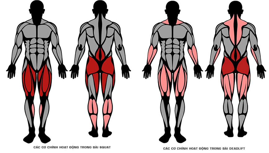 cac co duoc su dung deadlift.va squat