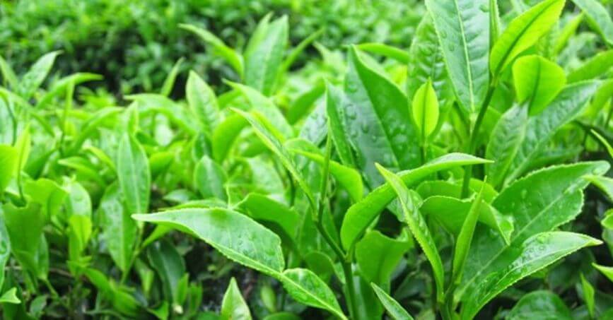 A zöld tea szerepe a fogyókúrában | Fogyás, zsírégetés | dr. Tihanyi