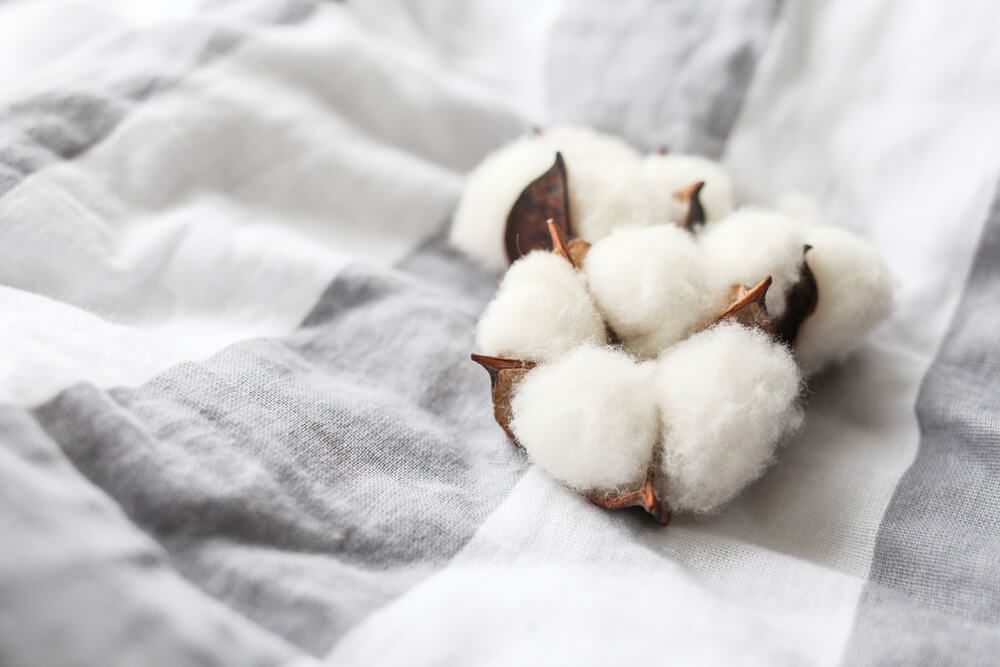 Vải Cotton được làm từ sợi bông