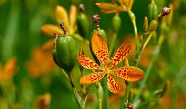 trị ho bằng cây rẻ quạt