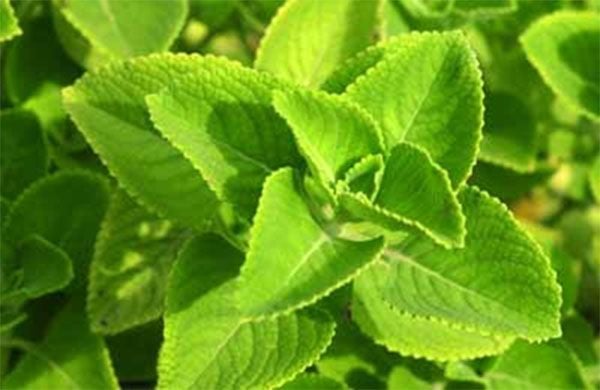 Bài thuốc chữa ho giải cảm từ húng chanh