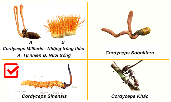 Cordyceps Sinensis 