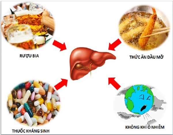 nguyên nhân gan nhiễm mỡ