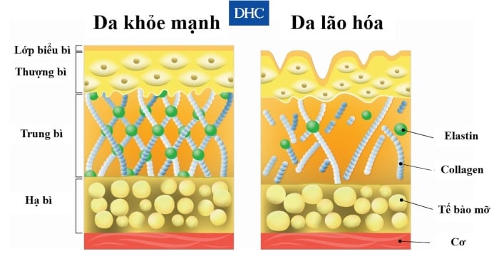 Collagen kết nối các mô tế bào dưới da để da luôn căng mịn