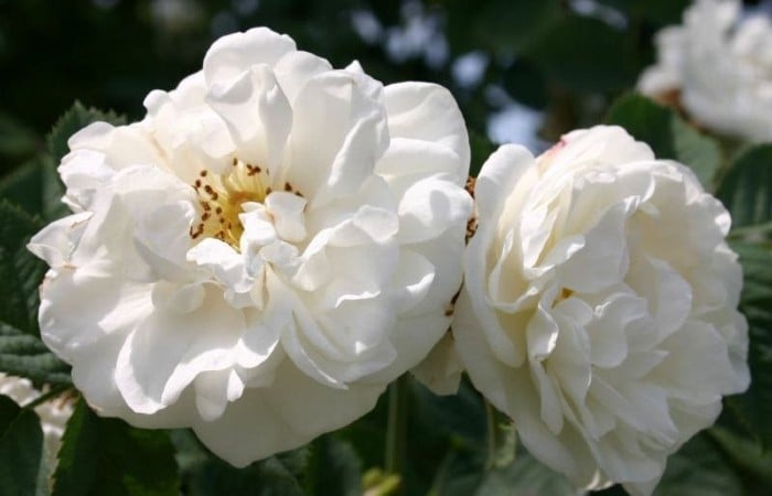 Hoa hồng trắng rosa alba giúp kháng khuẩn, cân bằng da