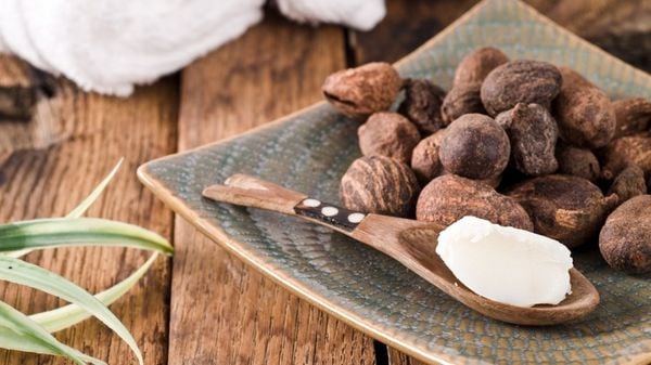 Bơ hạt mỡ có khả năng dưỡng ẩm tối ưu và lành tính