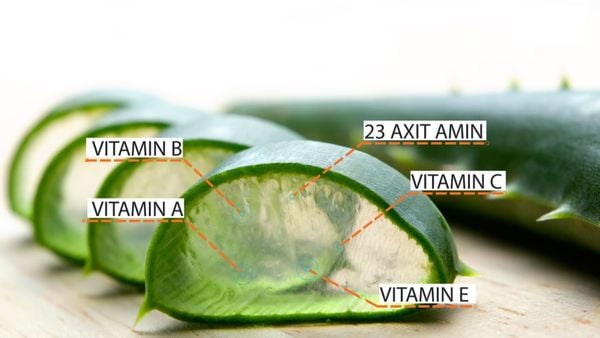 mặt nạ dưỡng ẩm từ nha đam