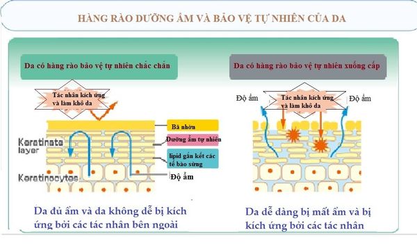 Bảo vệ da trước các tác nhân môi trường