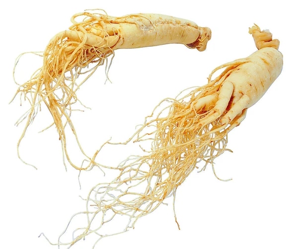 panax ginseng root