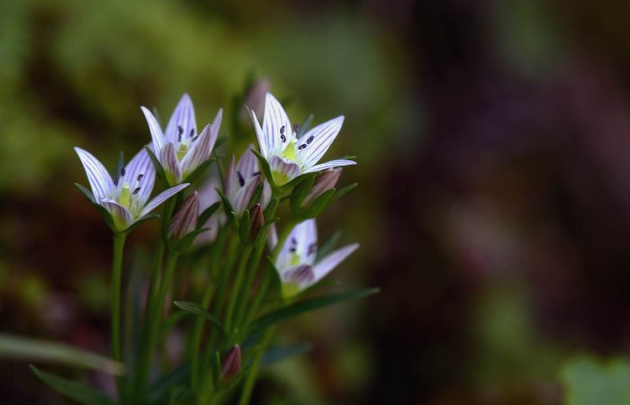 Swertia japonica là loài thực vật có hoa màu xanh tím đặc trưng