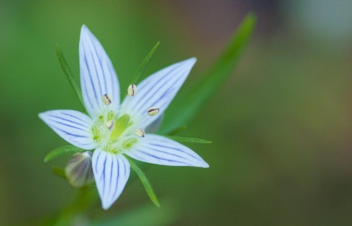 Swertia japonica có khả năng ngăn chặn tình trạng mi yếu, dễ gãy rụng