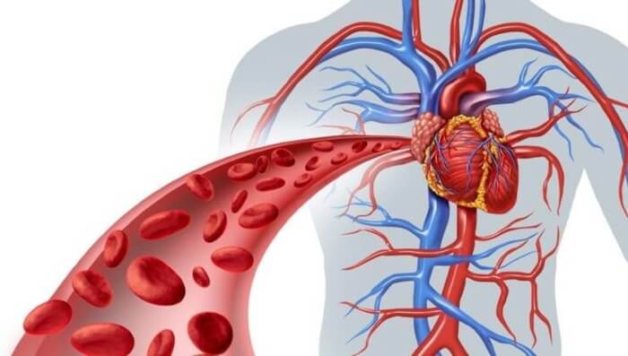 Vitamin E cân bằng lượng cholesterol trong máu, hỗ trợ sức khỏe tim mạch