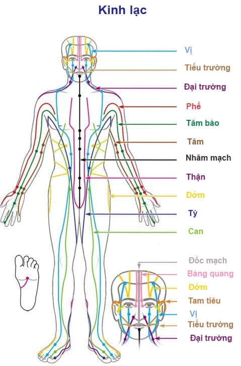 Khái quát về đường đi và ứng dụng điều trị hệ kinh mạch chính trên cơ thể