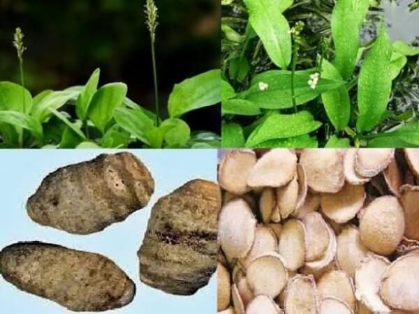 Trạch tả: Nguồn gốc, bộ phận dùng, ứng dụng trong điều trị bệnh. – BẢO ĐẠI  ĐƯỜNG