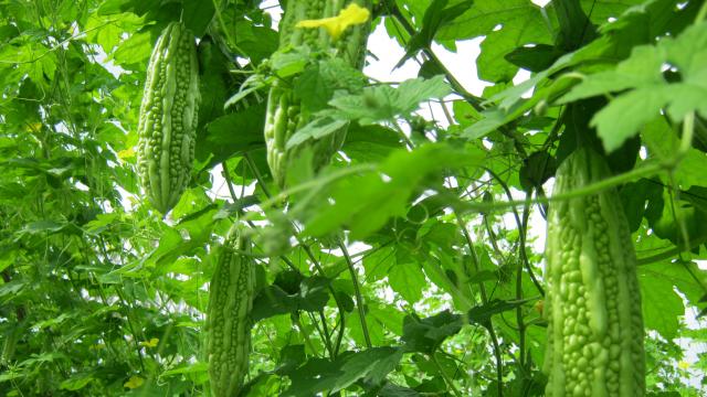 Khổ qua: Vị thuốc quý quanh ta.