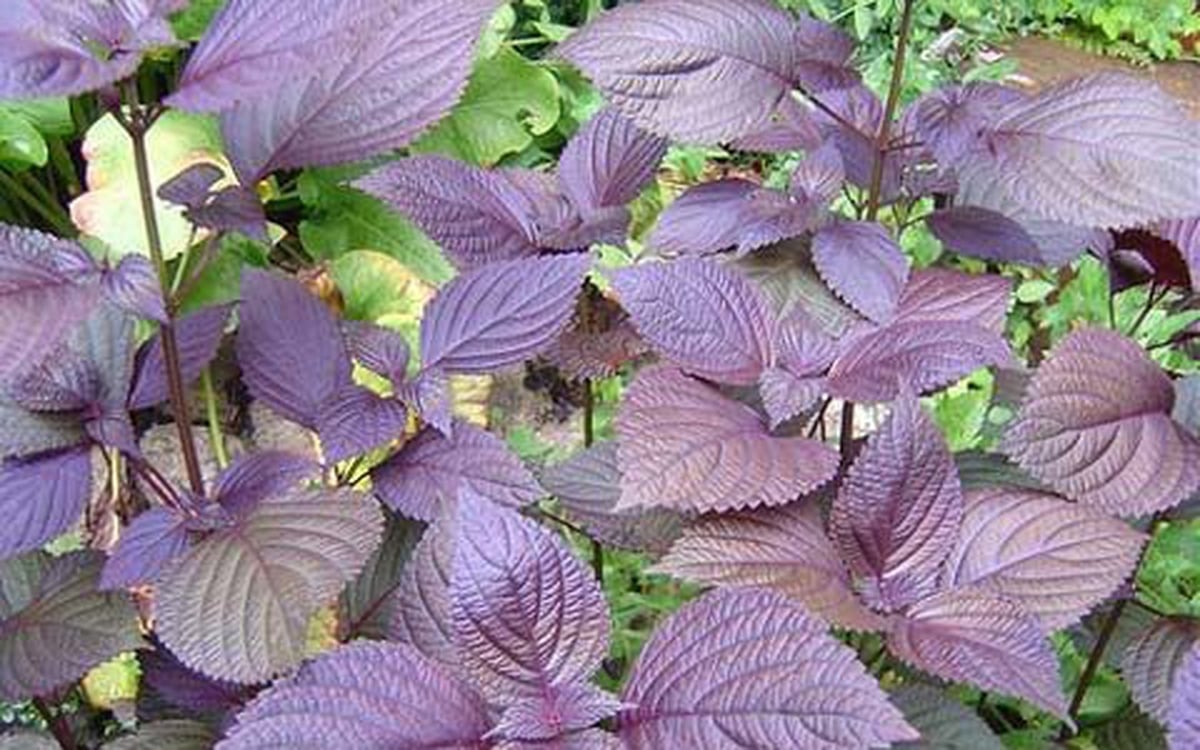 Tía tô: Những lưu ý khi sử dụng hàng ngày.