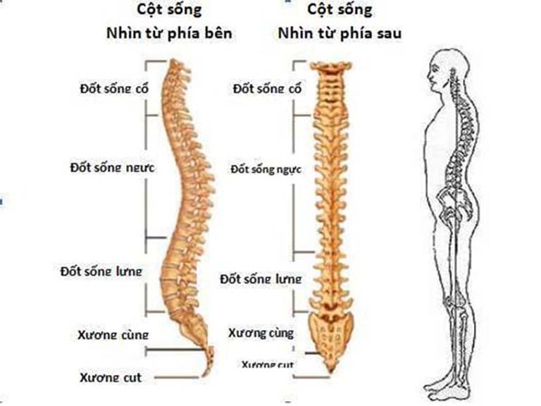 Cấu trúc trục cột sống: Những bệnh lý liên quan và cách phòng tránh.