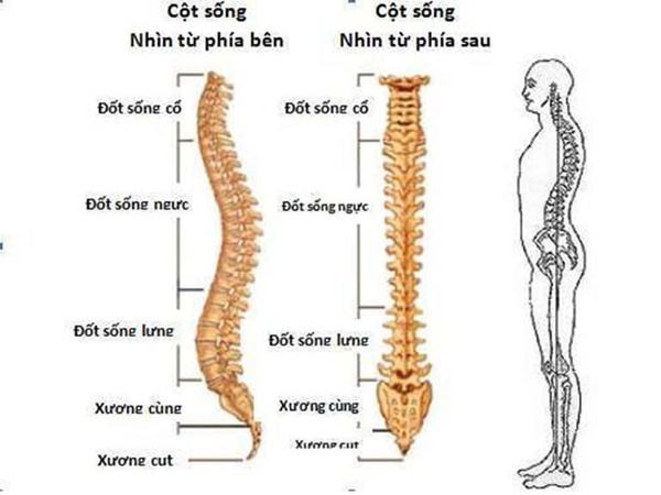 Cấu trúc trục cột sống: Những bệnh lý liên quan và cách phòng tránh ...