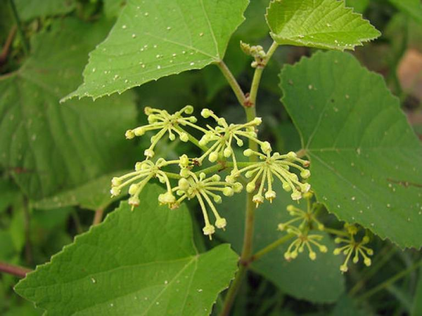 Sử dụng cây chìa vôi chữa bệnh thoát vị đĩa đệm