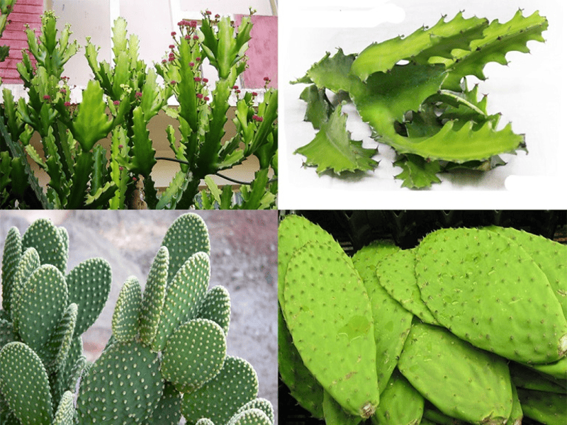 Cách chữa bệnh thoát vị đĩa đệm bằng xương rồng hiệu quả